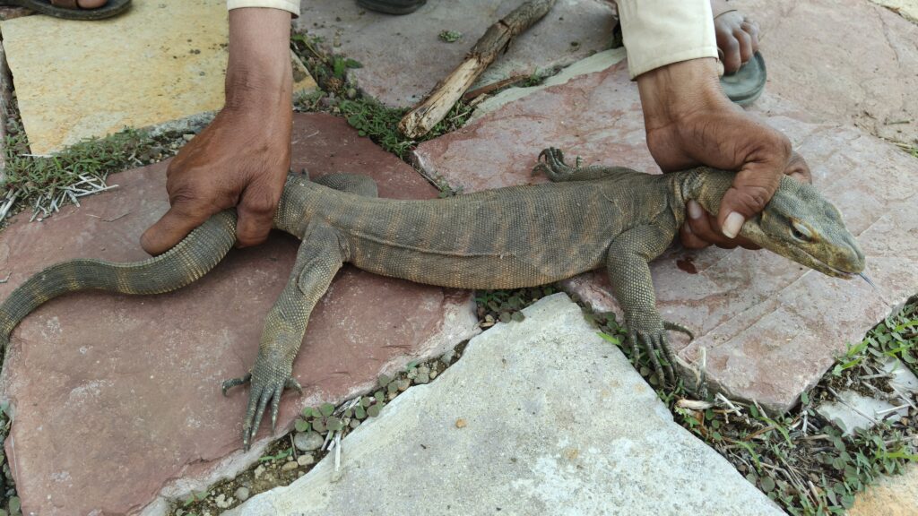 हिमायतनगर में दुर्लभ गोह (घोरपड़) का रेस्क्यू; वन विभाग की तत्परता से बची जान