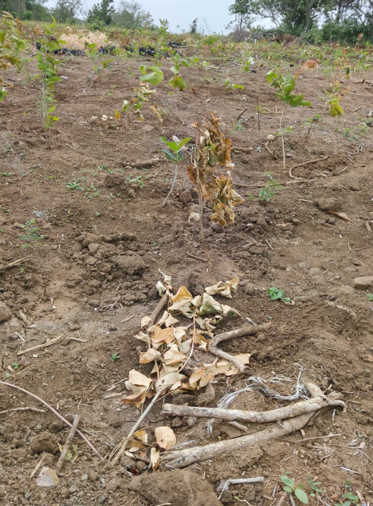 हिमायतनगर में ‘हरित’ कमाई का खेल? शुरु टेंभी के पहाड पर मृत पौधों को लगाए ’!